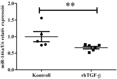 A rhTGF-β kezelés nem befolyásolta a miR-122 expresszióját (p=N.S., 14. ábra). 