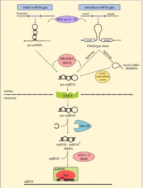 3. ábra – A miRNS-ek biogenezise (saját ábra). Az önálló vagy intronikus miRNS gén  az  RNS  polimerázok  általi  átírás  után  a  Drosha  vagy  lariat-debranching  enzim  közreműködésével  alakul  pre-miRNS-sé,  mely  az  exportin-5  segítségével  jut  a 