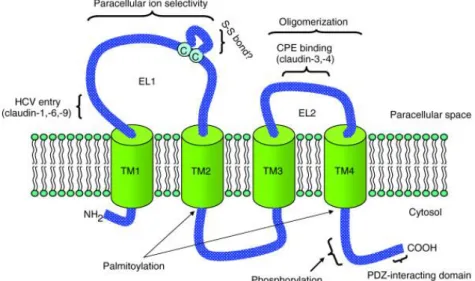 7. ábra – A claudinok szerkezete (Lal-Nag és mtsai. 2009) [130] .  A claudinok négy  transzmembrán  doménnel  (TM1-4)  rendelkezve  két,  eltérő  nagyságú  extracelluláris  hurkot  (EL1, EL2)  alkotnak, melyek a sejtek között homo-  és heterofil  kapcsolat