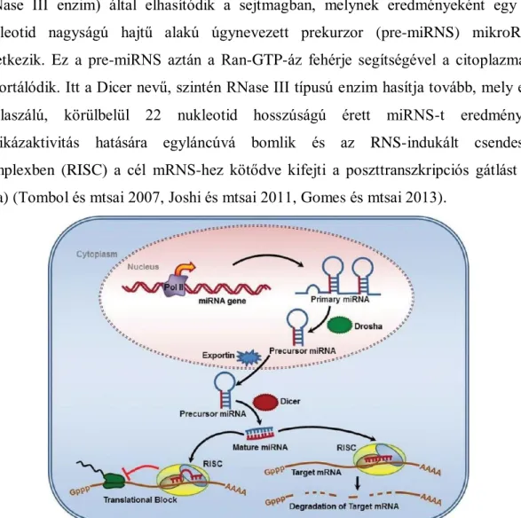 3. ábra: A mikroRNS-ek biogenezise (Joshi és mtsai 2011)  