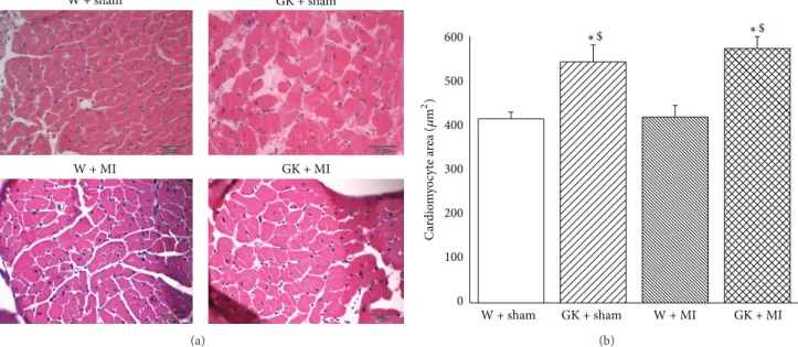 Figure 1: Histological analysis (hematoxylin and eosin staining). (a) Hematoxylin and eosin staining micrographs of transverse sections of myocardium (magnification ×400, scale bar: 50 
