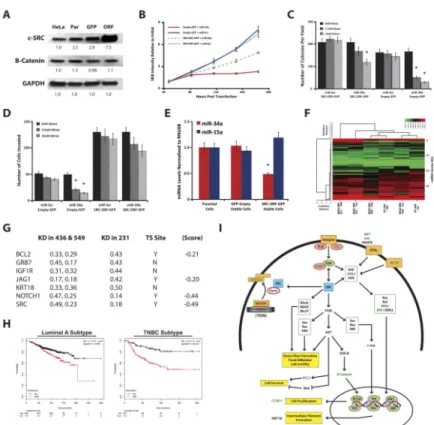 Figure 6. c-SRC overexpression rescues miR-34a-induced phenotypes and is part of miR-34a  gene signature