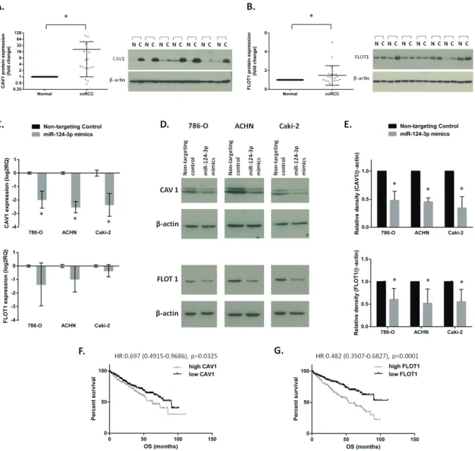 Figure 6: cAV1 and Flot1 protein expression and association with survival in clinical specimens and validation as  miR-124-3p targets