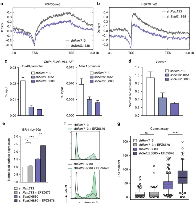 Fig. 8 SETD2 loss sensitizes AML cells to DOT1L inhibition. Metagene plots of ChIP-Rx data for H3K36me3 (a) and H3K79me2 (b) after shRNA-mediated knockdown of Setd2 in mouse MLL-AF9/Nras G12D AML cells