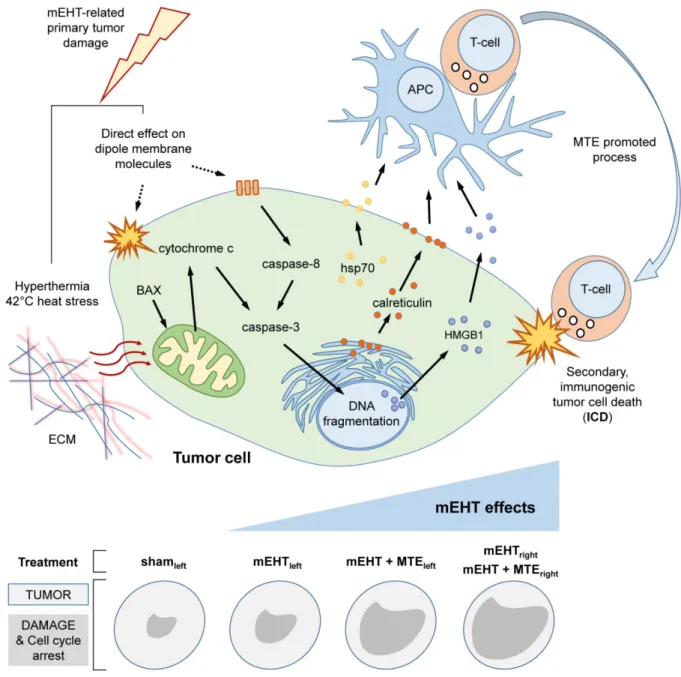 Figure 6. Summary drawing on mEHT induced anti-tumor damage mechanisms. Upper panel. Heat stress at 42 o C and direct effect of electric field on  dipole molecules both in the extracellular matrix (ECM) and the tumor cell membrane induce caspase-dependent 