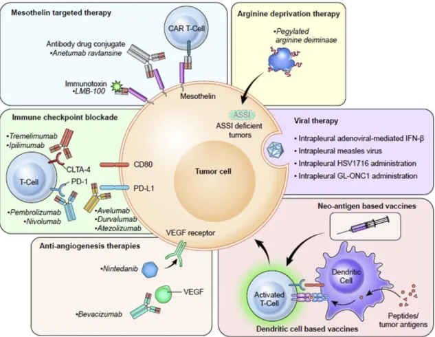 Figure 7. Summary of novel therapeutic approaches for MPM management. Reprinted  with the permission of Elsevier from [184]