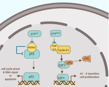 Figure 10: The products of the CDKN2A gene p14 ARF  and p16  INK4a  play a role in the  regulation of cell cycle and apoptosis