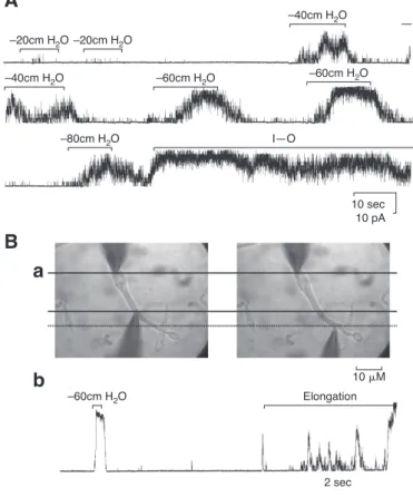 FIG . 5. TREK-1 contributes to adaptive relaxation of hollow organs.