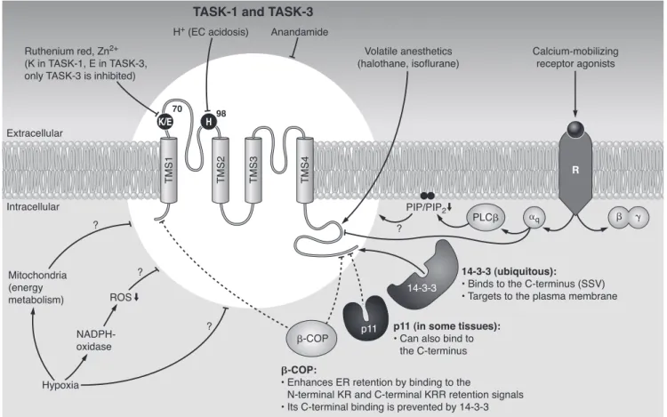 FIG . 7. Regulation of TASK-1 and TASK-3. The channels are inhibited by EC acidification as a result of protonation of H-98 in the first extracellular loop