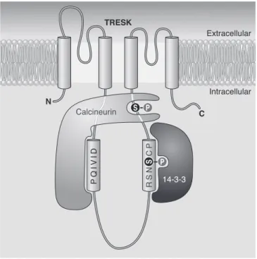 FIG . 9. Schematic representation of the regulatory protein partners directly interacting with TRESK
