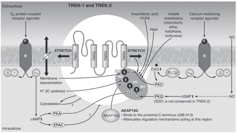 FIG . 4. Multiplex control of TREK-1 and TREK-2. The channels are activated by physicochemical changes, such as stretch or convex deformation of the plasma membrane, depolarization, heat, and intracellular acidosis