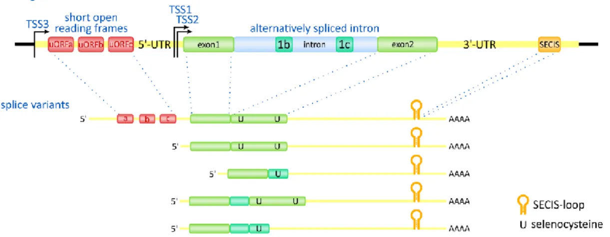 Figure 9. Structure of DIO2 gene and splice variants 