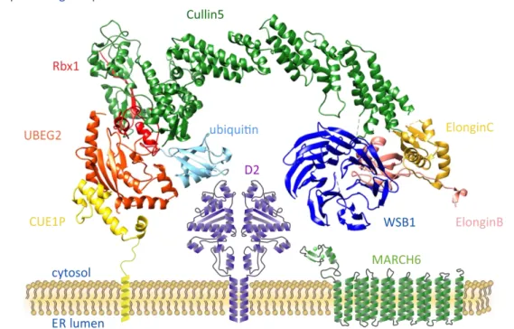 Figure 12. Schematic model of ubiquitinating apparatus in close association with D2 in the ER  Cullin5: scaffold protein; Rbx1, Elongin B and C: adaptors; WSB1: SOCS-box substrate-binding subunit; 