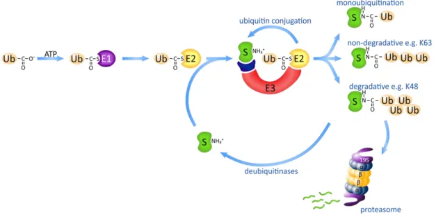 Figure 13. Mechanism of ubiquitin conjugation 