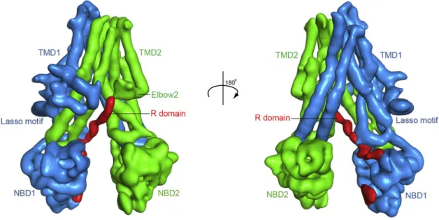 Figure S3. The Cryo-EM Map of CFTR without B-Factor Sharpening, Related to Figures 1 and 4