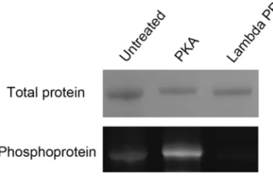 Figure S4. Analysis of the Phosphorylation State of Purified CFTR, Related to Figure 5