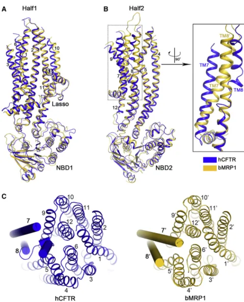 Figure 7. Structural Comparison of CFTR and MRP1