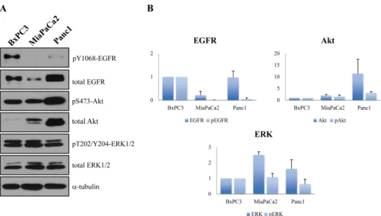 Fig 3. Protein expression and phosphorylation analysis of the used pancreatic cancer cell lines