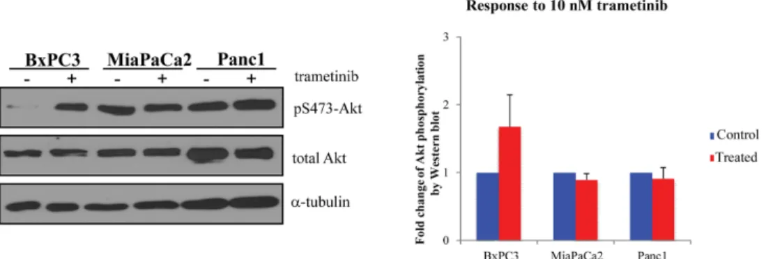 Fig 4. Response of pancreatic cancer cell lines to trametinib treatment. Total Akt level and Akt activation status (pS473) were analyzed by Western blot