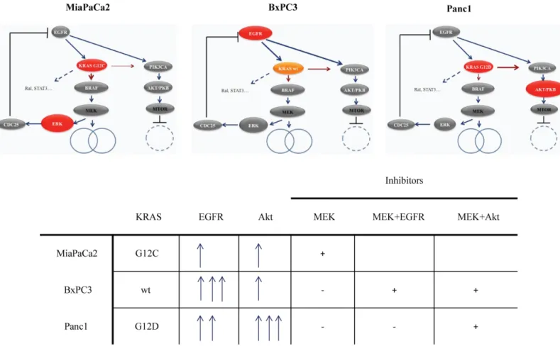 Fig 5. The in vitro pancreatic cancer cell line model. This model is based on our protein expression and phosphorylation measurements and viability assays