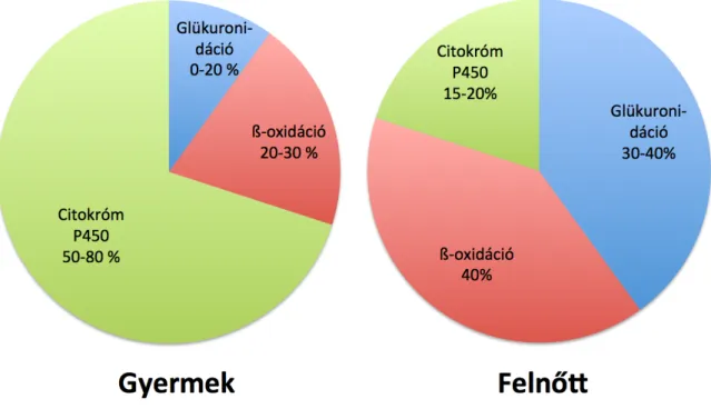 A metabolizmus igen szerteágazó (4. ábra) folyamatainak nem minden lépése ismert,  és  az  sem,  hogy  pontosan  hogyan  alakul  ki  a  hepatotoxicitás,  ill