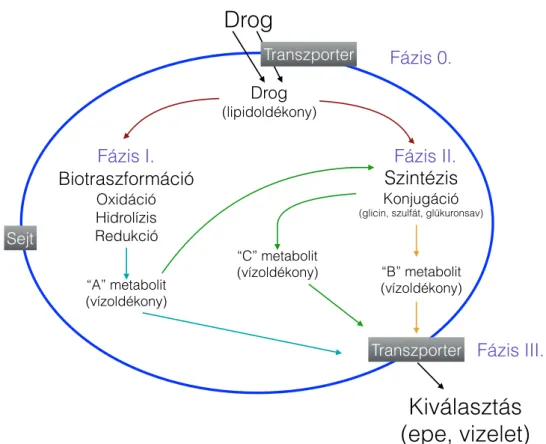 1. ábra. A biotranszformáció szakaszai (saját ábra) 