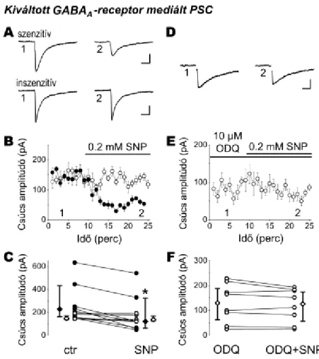 18. Ábra Az NO-rendszer csökkenti a GABAerg szinaptikus jelátvitel hatékonyságát a  fejlődő hippokampuszban  