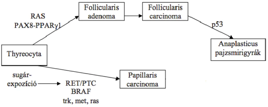 4. ábra A pajzsmirigy rákok carcinogenesise és mutációk helye a  folyamatban  [23,  24]