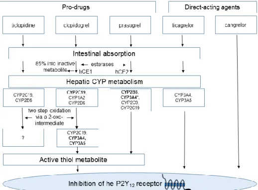 Figure  2.  Metabolization  of  the  P2Y 12   inhibitors.  After  absorption,  ticlopidine  undergoes  extensive  metabolization  by  the  hepatic  CYP  enzymes