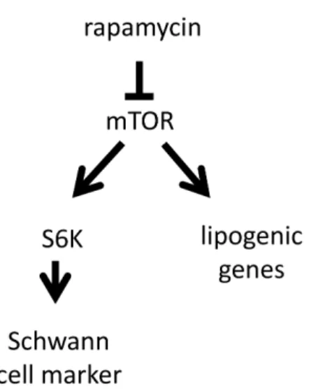 Figure 7. Model of mTORC1 involvement in Schwann cell differentiation. Rapamycin blocks mTORC1 and results in the down regulation of Schwann cell markers (e.g.: S100b) and in the down regulation of lipogenic genes (e.g.: LDLR, HMGCR)