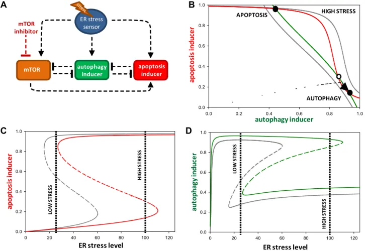 Fig. 6. The effect of combined treatment on cell fate decision. (A) Wiring diagram of the regulatory network when mTOR inhibitor is used