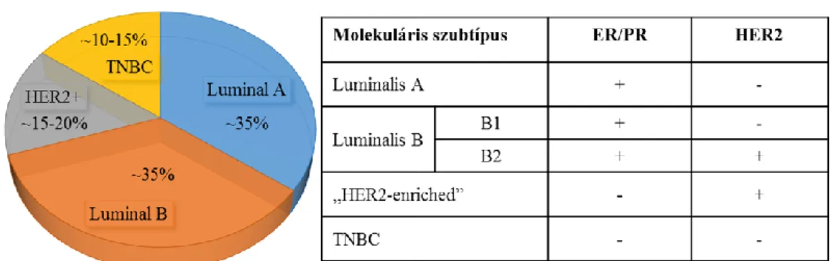 12. ábra Az emlődaganatok molekuláris osztályozása és a szubtípusok előfordulási  gyakorisága ((225) alapján)