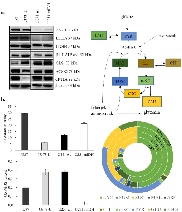 17. ábra Metabolikus különbségek az U87, U373-U U251 IDH vad és mutáns humán  glioma  sejtekben