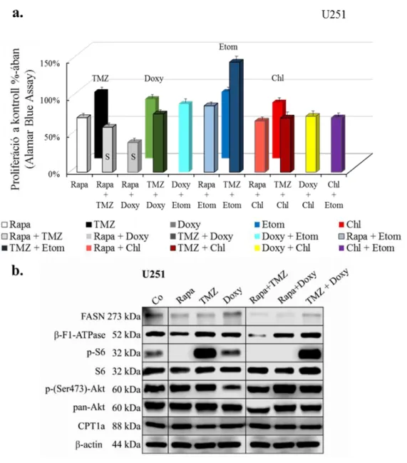 20. ábra. A rapamycin és temozolomide más anyagcsere gátlókkal kombinált in vitro  proliferációs hatása U251 sejtvonalban