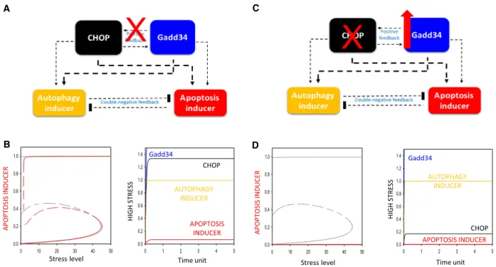 Fig. 4. The presence of positive feedback loop between Gadd34 and CHOP determines the dynamical characteristic of the control network upon ER stress