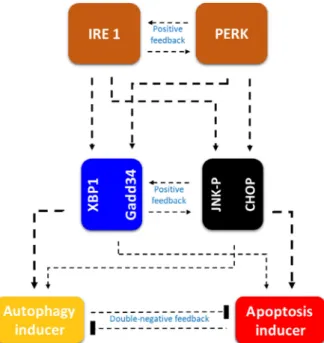 Fig. 6. Regulatory crosstalk is present both inside and between the branches of UPR. The regulatory elements and their connections of life-and-death decision when the autophagy inducers, the apoptosis inducers and the ER stress sensors are grouped together