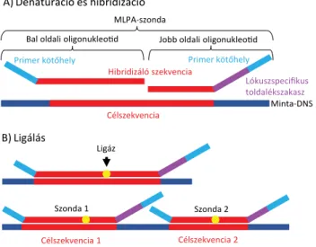 1. ábra A multiplex ligatiofüggő szondaamplifikáció módszertani lépé- lépé-sei. A minta-DNS, valamint a szondaoligonukleotidok  denatu-rációját az utóbbiak specifikus célszekvenciákhoz való  hibridizá-ciója követi
