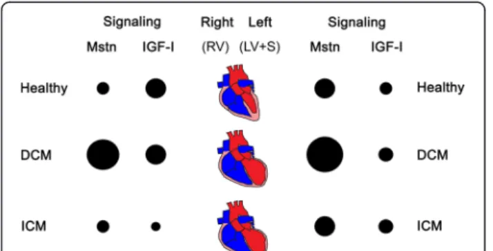 Figure 3 Summary of gene expression alterations regarding myostatin (Mstn) and IGF-I signaling in healthy human hearts as well as in DCM and ICM patients, respectively
