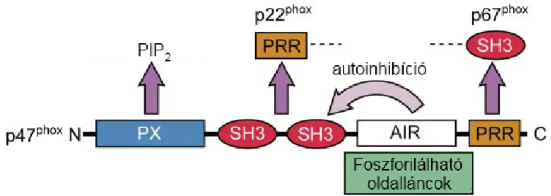 3. ábra. A p47 phox   doménjei.  N-terminálisan a foszfatidil-inozitol biszfoszfát (PIP 2 )  kötésért  felelős  PX  domén  található, ezt követik  az  src  homológia  3  (SH3)  domének,  melyek a p22 phox -szal kapcsolódnak, míg a C-terminális prolingazdag