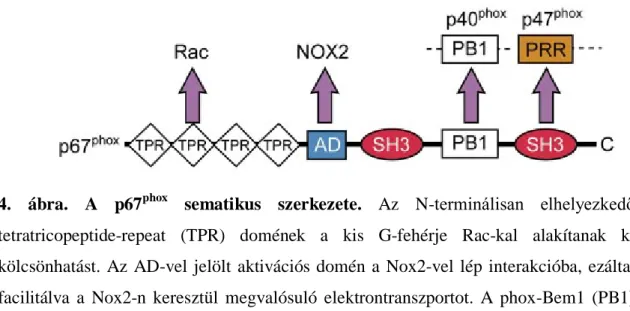 4. ábra. A p67 phox   sematikus  szerkezete.  Az N- terminálisan  elhelyezkedő  tetratricopeptide-repeat (TPR) domének a kis G-fehérje Rac-kal alakítanak ki  kölcsönhatást