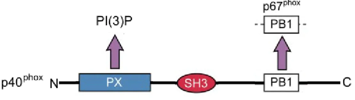 5. ábra. A p40 phox   doménjei.  Az N-terminális PX domén a foszfatidil-inozitol-(3)- foszfatidil-inozitol-(3)-foszfát  kötéséért  felelős