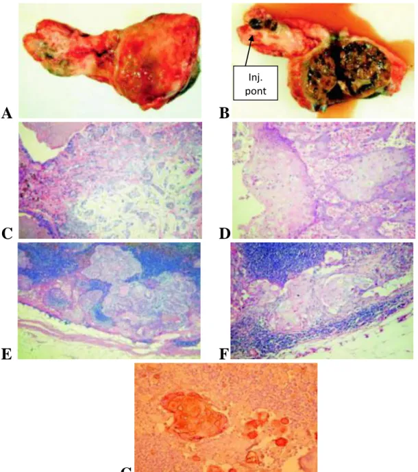 8. ábra: 7 éves dobermann emlőmirigyén elhelyezkedő 2,5 cm-es átmérőjű tumorjának  hisztopatológiai  vizsgálatai