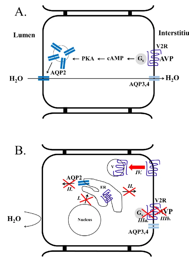 Figure 1: Schematic illustration of AVP-induced AQP2 insertion into the apical surface  of collecting duct principal cells (A) and the possible causes behind the development of 