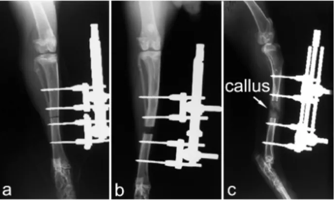 Fig. 1. Postoperative radiographs of the rabbit tibia in standard  dorsoplantar and mediolateral projections