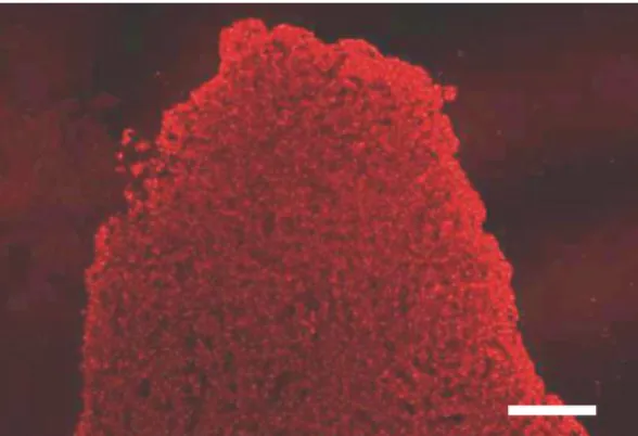 Fig. 5. Immunofluorescene staining showing PRL immunoreactivity in the anterior pituitary of a midlactating  rat
