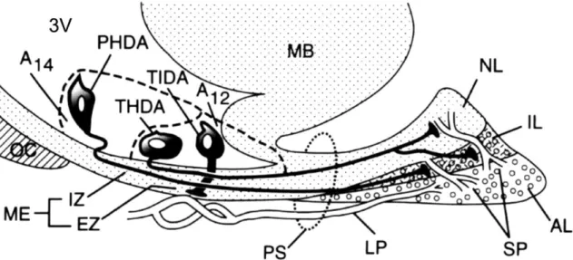Fig.  9  schematically  illustrates  PHDA,  THDA  and  TIDA  neurons  and  their  termination  in  the  pituitary  gland  and  in  external  zone  (EZ)  of  ME