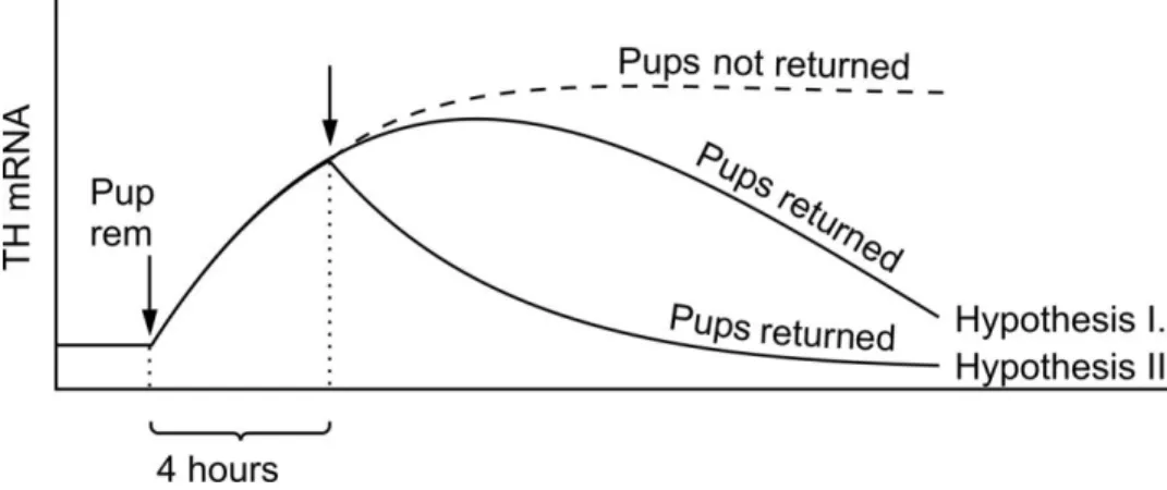 Fig. 11. Diagram showing our Hypothesis I and II. Pup rem = pup removal. Arrow indicates the time of the  pup-return 4 hrs after pup removal