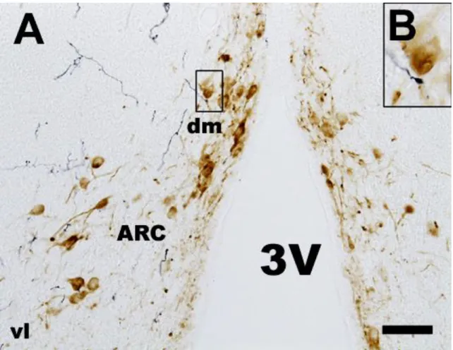 Fig. 13. BDA and TH double labeling in the frontal section of the  medial basal  hypothalamus (A)