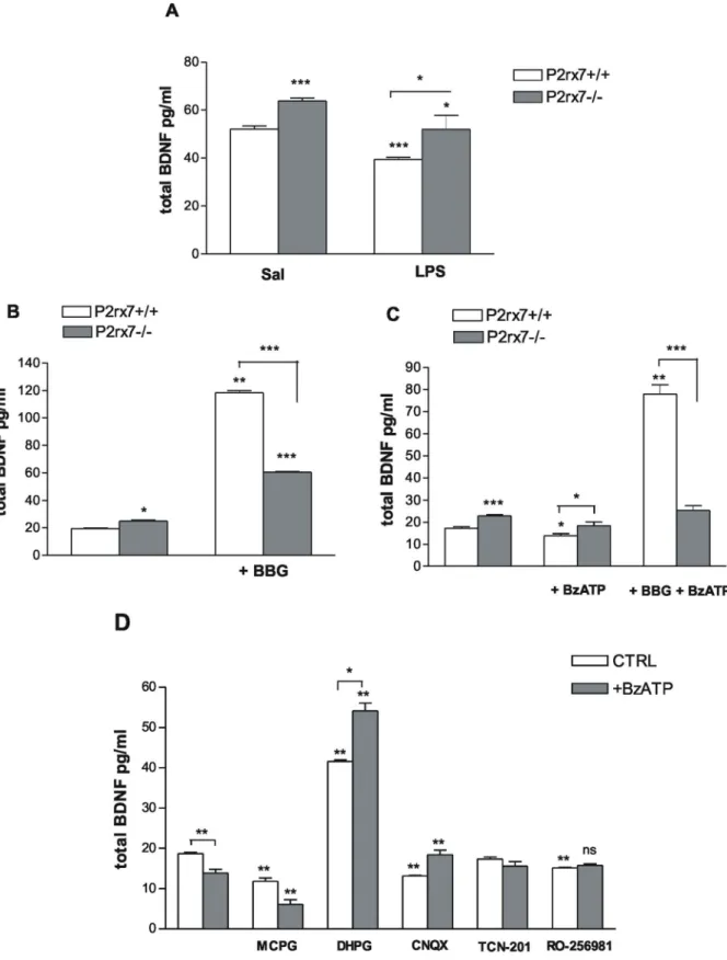 Figure 4. P2rx7 participates in the regulation of the basal BDNF expression in the mouse hippocampus