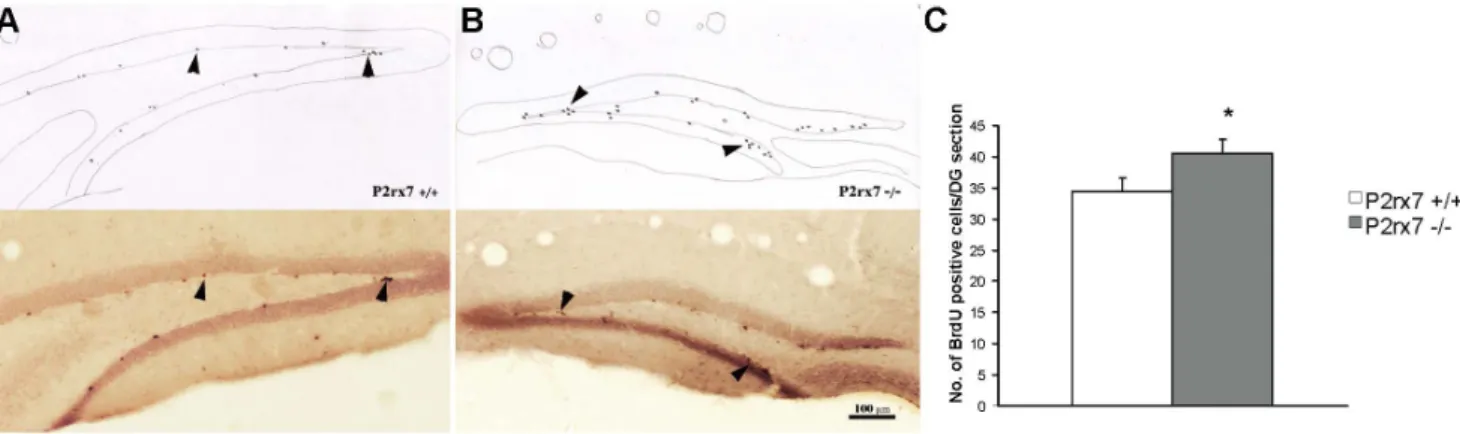 Figure 5. Summary of BrdU staining in P2rx7+/+ (A) and P2rx72/2 (B) mice. A, B/Representative sections show rostral hippocampal DG areas in 16 1 sections of male wild type and P2rx7 knock out mice